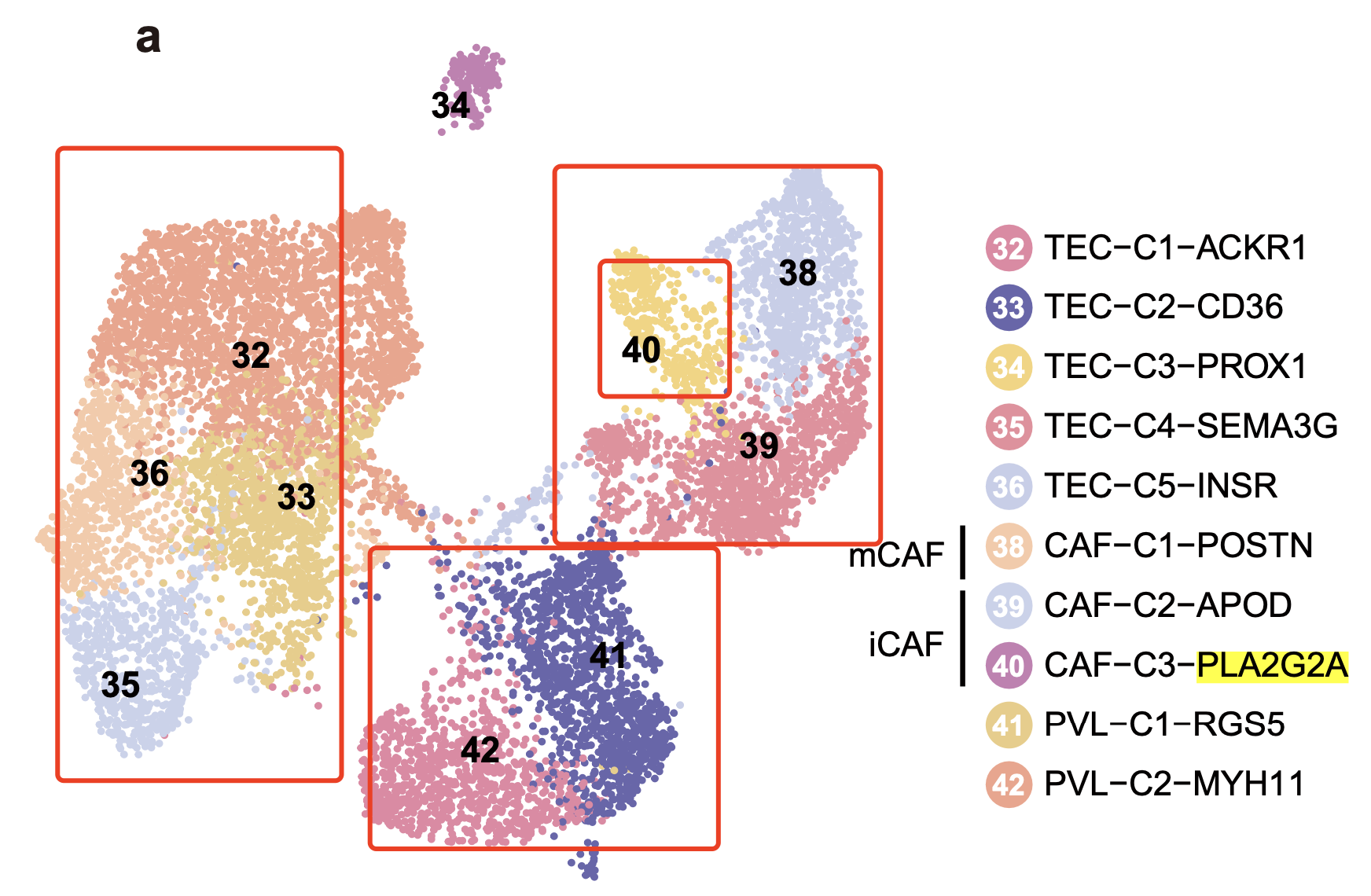  PLA2G2A+ cancer-associated fibroblasts