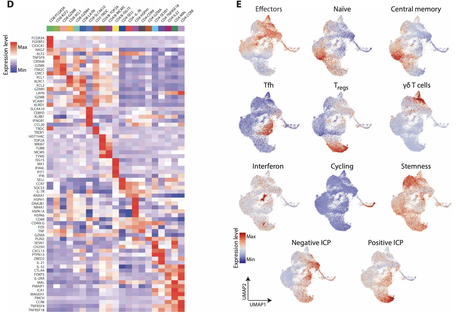 Contribution of resident and circulating precursors to tumor-infiltrating CD8+ T cell populations in lung cancer