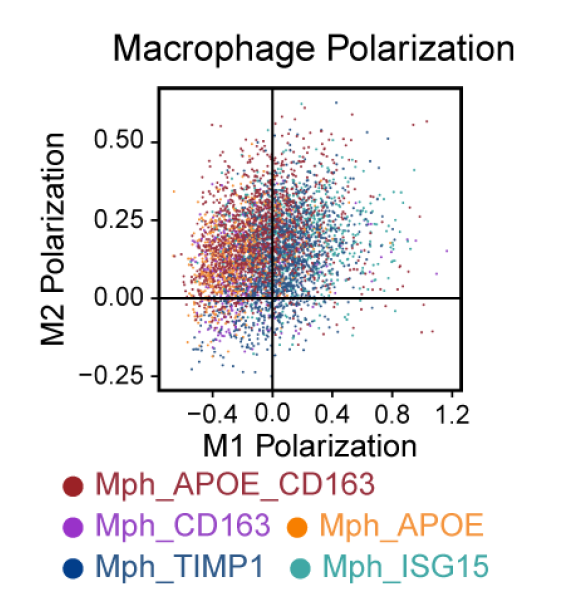 巨噬细胞极化的打分结果散点图